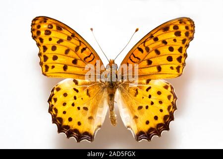 Schmetterling Muster Korea, Argyreus Hyperbius, schwarz-bestückte Fritillary, Weiblich Stockfoto