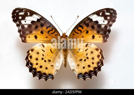 Schmetterling Muster Korea, Argyreus Hyperbius, schwarz-bestückte Fritillary, Männlich Stockfoto