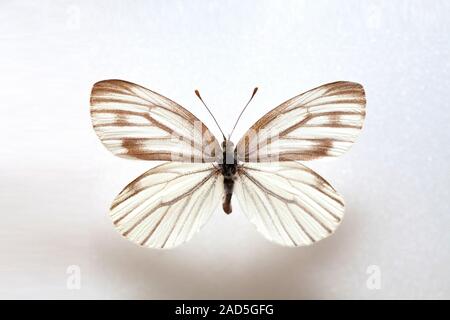 Schmetterling Muster Korea, Schmetterling Keunhuinjul, Weiblich Stockfoto