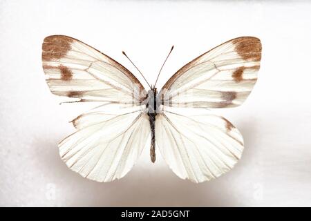 Schmetterling Muster Korea, Schmetterling Keunhuinjul, Männlich Stockfoto