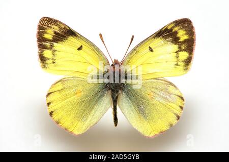 Schmetterling Muster Korea, Colias erzeugen, Schwefel Stockfoto