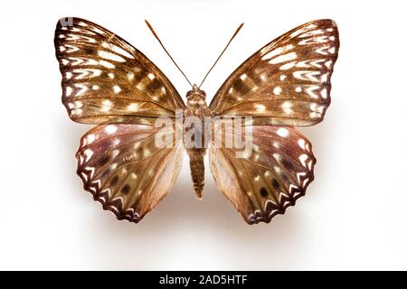 Schmetterling Muster Korea, Dichorragia Nesimachus Boisduval, Constable Schmetterling, Männlich Stockfoto