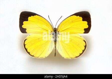 Schmetterling Muster Korea, Eurema Hecabe, gemeinsame Rasen gelb Stockfoto