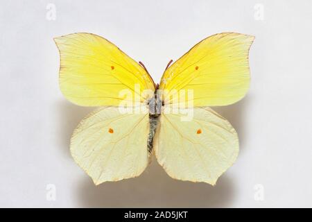 Schmetterling Muster Korea, Gonepteryx mahaguru Stockfoto