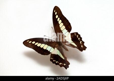 Schmetterling Muster Korea, Graphium Sarpedon, Green-banded Schwalbenschwanz Stockfoto