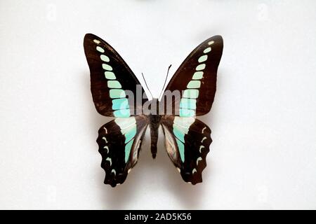 Schmetterling Muster Korea, Graphium Sarpedon, Green-banded Schwalbenschwanz Stockfoto