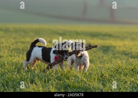 Zwei süße kleine Jack Russell Terrier Hunde laufen gemeinsam über eine grüne Wiese und spielen und mit einem großen Filiale kämpfen. Stockfoto