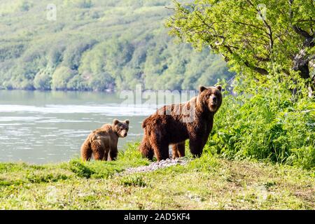 Brauner Bär mit Jungtier in der Nähe von Kurile See. Kamtschatka, Russland Stockfoto