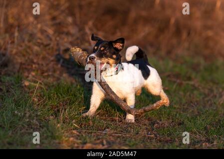 Kleinen Niedlichen Happy Size wahnsinn Jack Russell Terrier Hund trägt eine große Niederlassung auf der grünen Wiese Stockfoto