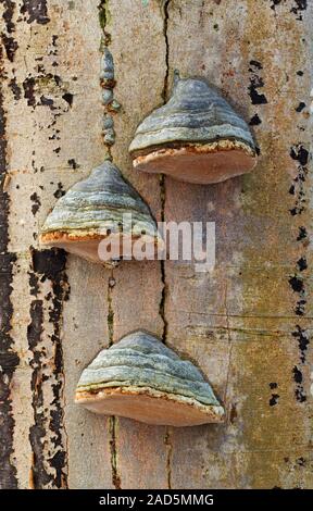 Drei woody Bienenwachs Baumpilzen, auch genannt Conks, auf der Rinde eines sterbenden Buche Stockfoto