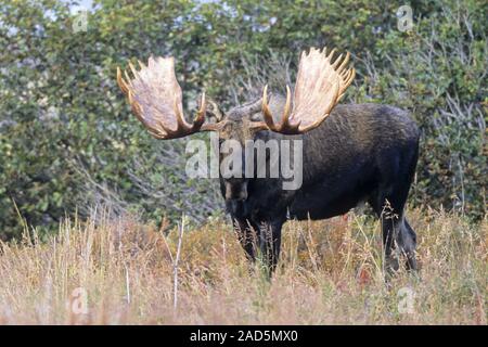 Bull Moose/Alaska Elch/Alaska Elch/Giant Moose Stockfoto