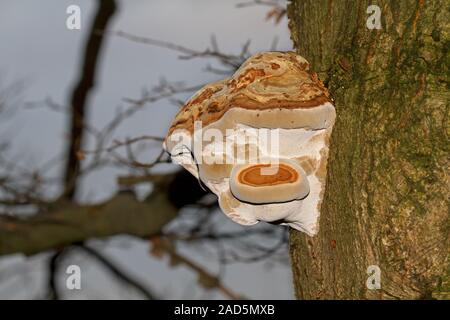 Ein woody Bienenwachs Halterung Pilz, auch genannt Conk, auf der Rinde eines sterbenden Eiche Stockfoto