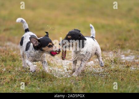 Zwei kleine süße Jack Russell Terrier hunde Spielen und kämpfen mit einer Kugel in einem feuchten Wiese schneearmen Winter und haben eine Menge Spaß. Stockfoto