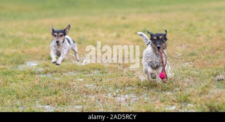 Zwei kleine süße Jack Russell Terrier hunde Spielen und kämpfen mit einer Kugel in einem feuchten Wiese schneearmen Winter und haben eine Menge Spaß. Stockfoto