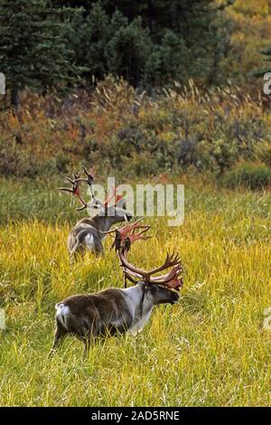 Caribou / Rentier / Porcupine Caribou Karibus/Stipendien/Rangifer tarandus/samtbezogenen Geweih Stockfoto