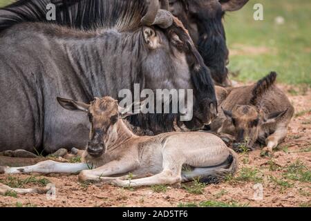 Blue Wildebeest Kalb Verlegung mit der Gruppe. Stockfoto