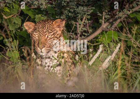 Leopard Versteckt im Gebüsch in der Kalahari. Stockfoto