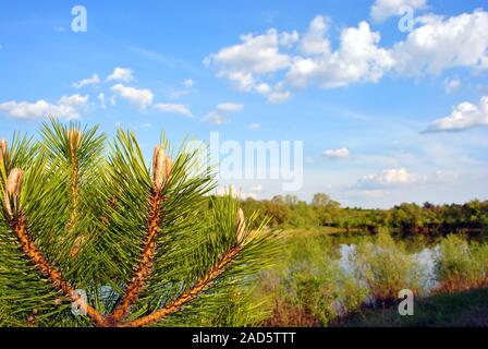 Landschaft mit See, Weiden und Kiefernwald auf Bank, kiefer Filialen schliessen bis detail, blau bewölkter Himmel, sonnigen Tag Stockfoto