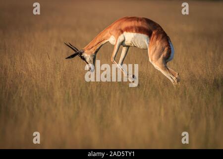 Springbock pronking im hohen Gras. Stockfoto