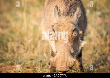 Nahaufnahme eines essen Warzenschwein. Stockfoto