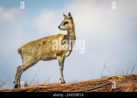 Klippspringer steht auf einem Felsen und der Hauptrolle. Stockfoto