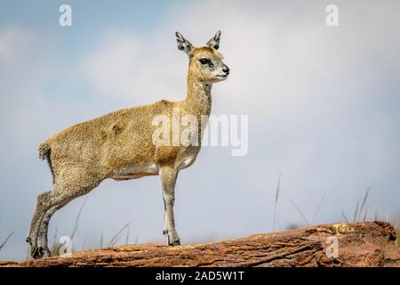 Klippspringer steht auf einem Felsen und der Hauptrolle. Stockfoto