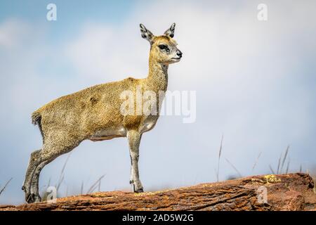 Klippspringer steht auf einem Felsen und der Hauptrolle. Stockfoto