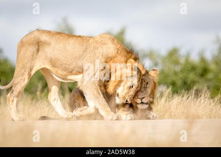 Zwei junge männliche Löwen Kleben im Kruger. Stockfoto