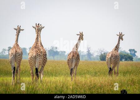 Gruppe von Giraffen wandern von der Kamera entfernt. Stockfoto