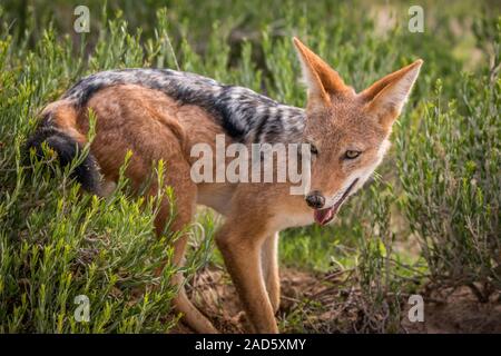 Black-backed Jackal im Gras. Stockfoto