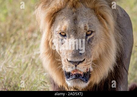 Große männliche Löwe in den Hauptrollen in die Kamera. Stockfoto