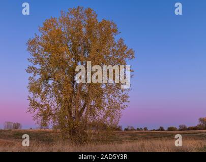 Östlichen Pappel Baum (Populus canescens), Herbst, Minnesota, USA, von Dominique Braud/Dembinsky Foto Assoc Stockfoto