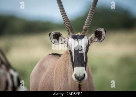 Nahaufnahme eines Gemsbok starring in die Kamera. Stockfoto