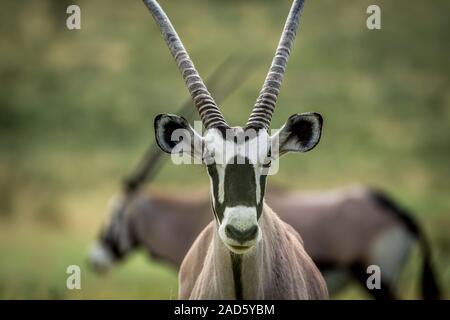 Nahaufnahme eines Gemsbok starring in die Kamera. Stockfoto