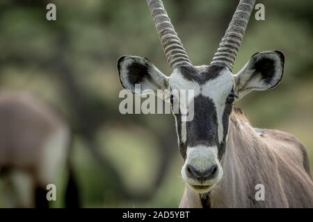 Nahaufnahme eines Gemsbok starring in die Kamera. Stockfoto