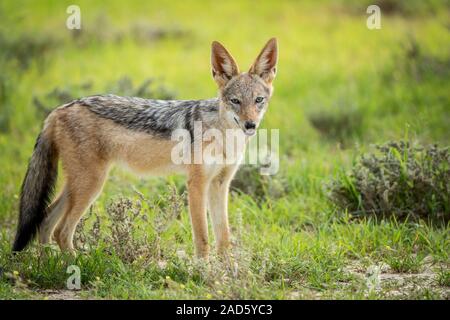 Black-backed Jackal in die Kamera schaut. Stockfoto