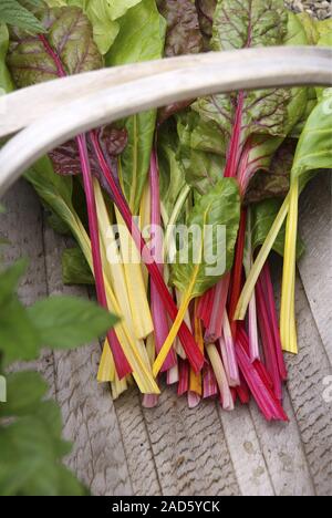 Frisch geerntete bunten Mangold (Beta vulgaris Subsp Cicla var. Flavescens helle Lichter)'' in einem hölzernen Warenkorb UK + IRISCHE RECHTE NUR. Stockfoto