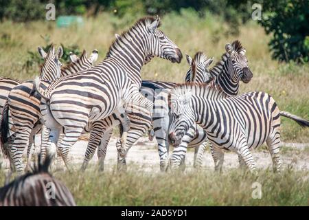 Mehrere Zebras Verklebung im Gras. Stockfoto