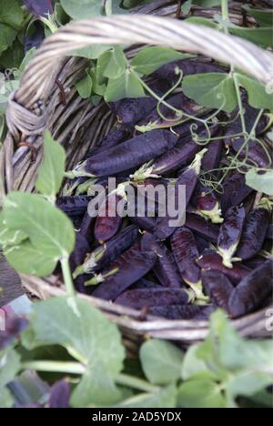 Pea Ranken mit reifen Erbsen (Blauwschokker) und frisch geerntete Erbsen in einem Korb UK + IRISCHE RECHTE NUR. Stockfoto