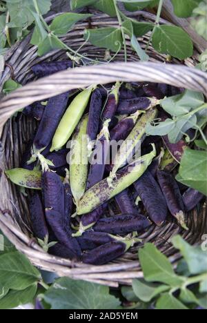 Pea Ranken mit reifen Erbsen (Blauwschokker) und frisch geerntete Erbsen in einem Korb UK + IRISCHE RECHTE NUR. Stockfoto