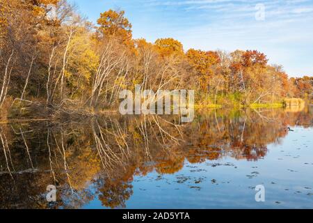 White Birch, Beben Aspen, und Eiche Wald entlang des Lake, Herbst, Minnesota, USA, von Dominique Braud/Dembinsky Foto Assoc Stockfoto