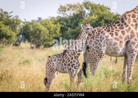 Ein Baby Giraffe Verklebung mit der Mutter. Stockfoto