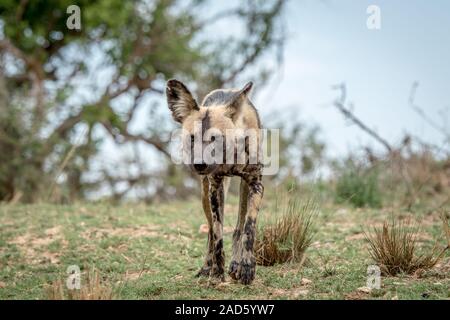 Afrikanischer Wildhund Fuß in Richtung der Kamera. Stockfoto
