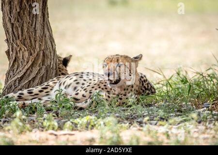 Cheetah mit in das Gras unter einem Baum. Stockfoto