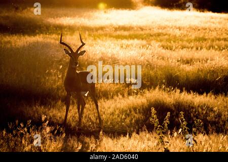 Silhouette eines Impala im Gras. Stockfoto