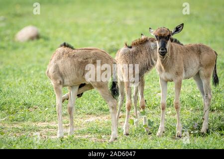 Drei Blue Wildebeest Kälber im Gras stehen. Stockfoto