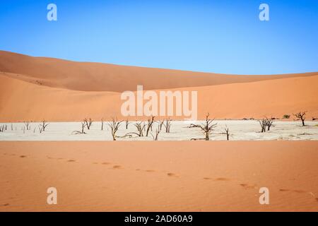 Tote Bäume in einer Salzpfanne im Deadvlei. Stockfoto