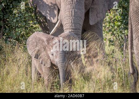 Ein junger Elefant auf dem Weg zur Kamera. Stockfoto