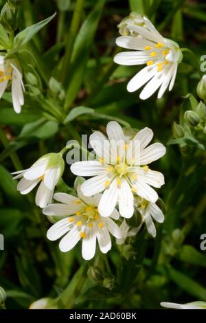 Sternmiere Stellaria holostea (größer) ist in West- und Mitteleuropa Stockfoto