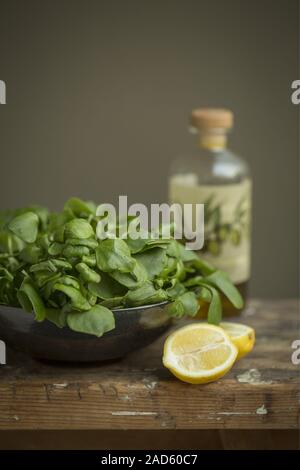 Claytonia perfoliata UK + IRISCHE RECHTE NUR. Stockfoto